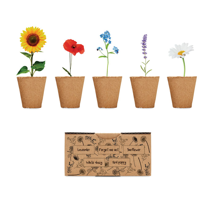 Flowers growing kit-Beige-Tasmania-australia-1