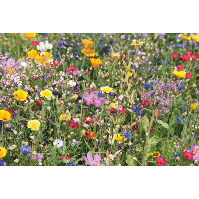 Mix flowerseeds disc- Beige - Tasmania- Australia-2 personalized-Blanket flannel-Beige-tasmania australia