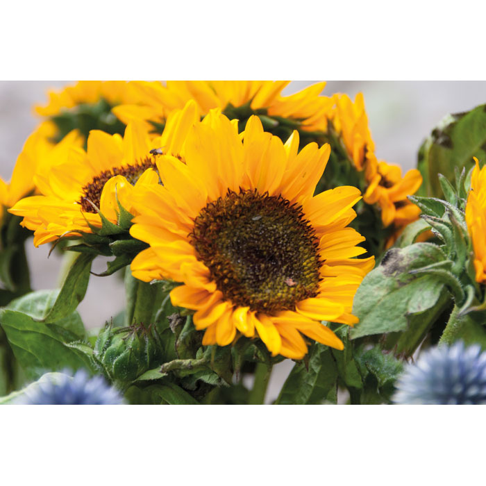 Sunflower seeds in envelope- Beige - Tasmania- Australia-4 personalized-Sunflower seeds in envelope- Beige - Tasmania- Australia