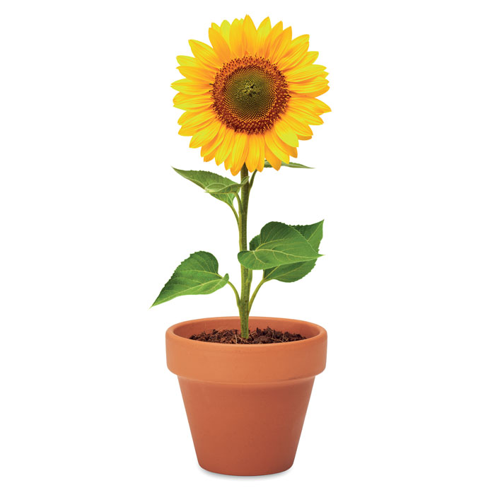 personalized-Terracotta pot Sunflower - wood - Tasmania- Australia